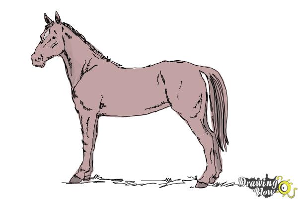 How to Draw an Easy Horse - Step 10 How to Draw an Easy Horse - Step 10