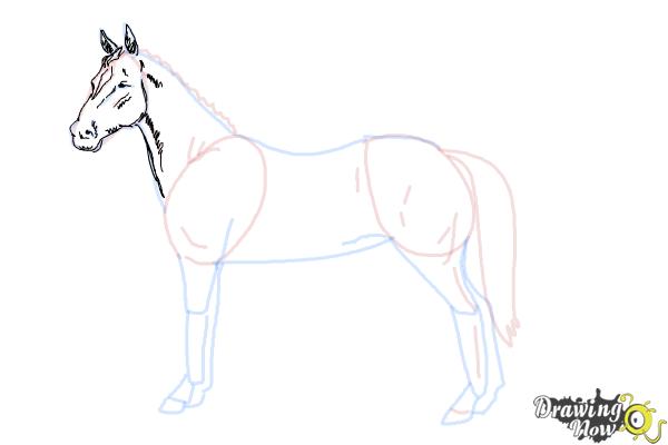 How to Draw an Easy Horse - Step 7 How to Draw an Easy Horse - Step 7