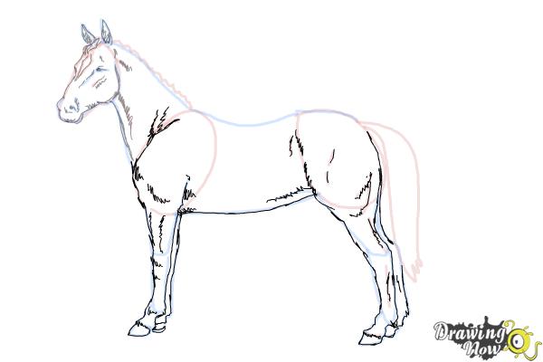 How to Draw an Easy Horse - Step 8 How to Draw an Easy Horse - Step 8