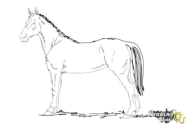 How to Draw an Easy Horse - Step 9 How to Draw an Easy Horse - Step 9