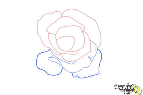 How to Draw an Open Rose - Step 5