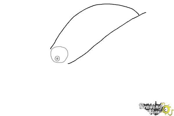 How to Draw Hal from The Angry Birds Movie - Step 2 How to Draw Hal from The Angry Birds Movie - Step 2