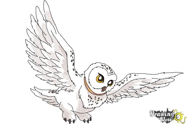 How to Draw Hedwig from Harry Potter - Step 11 How to Draw Hedwig from Harry Potter - Step 11