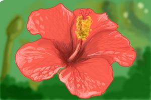 How to Draw Hibiscus