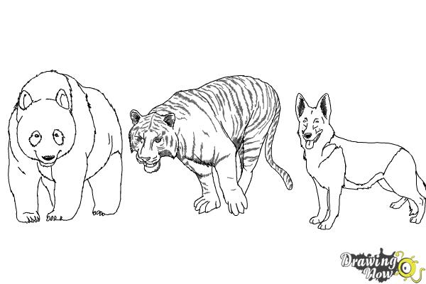 How to Draw Realistic Animals - Step 21 How to Draw Realistic Animals - Step 21