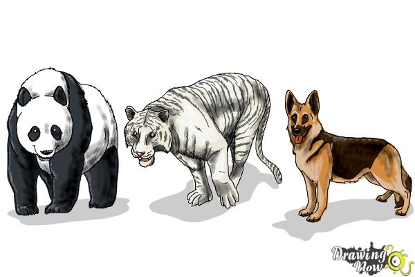 How to Draw Realistic Animals - Step 22 How to Draw Realistic Animals - Step 22