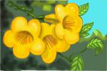 How to Draw Tecoma Stans Flowers